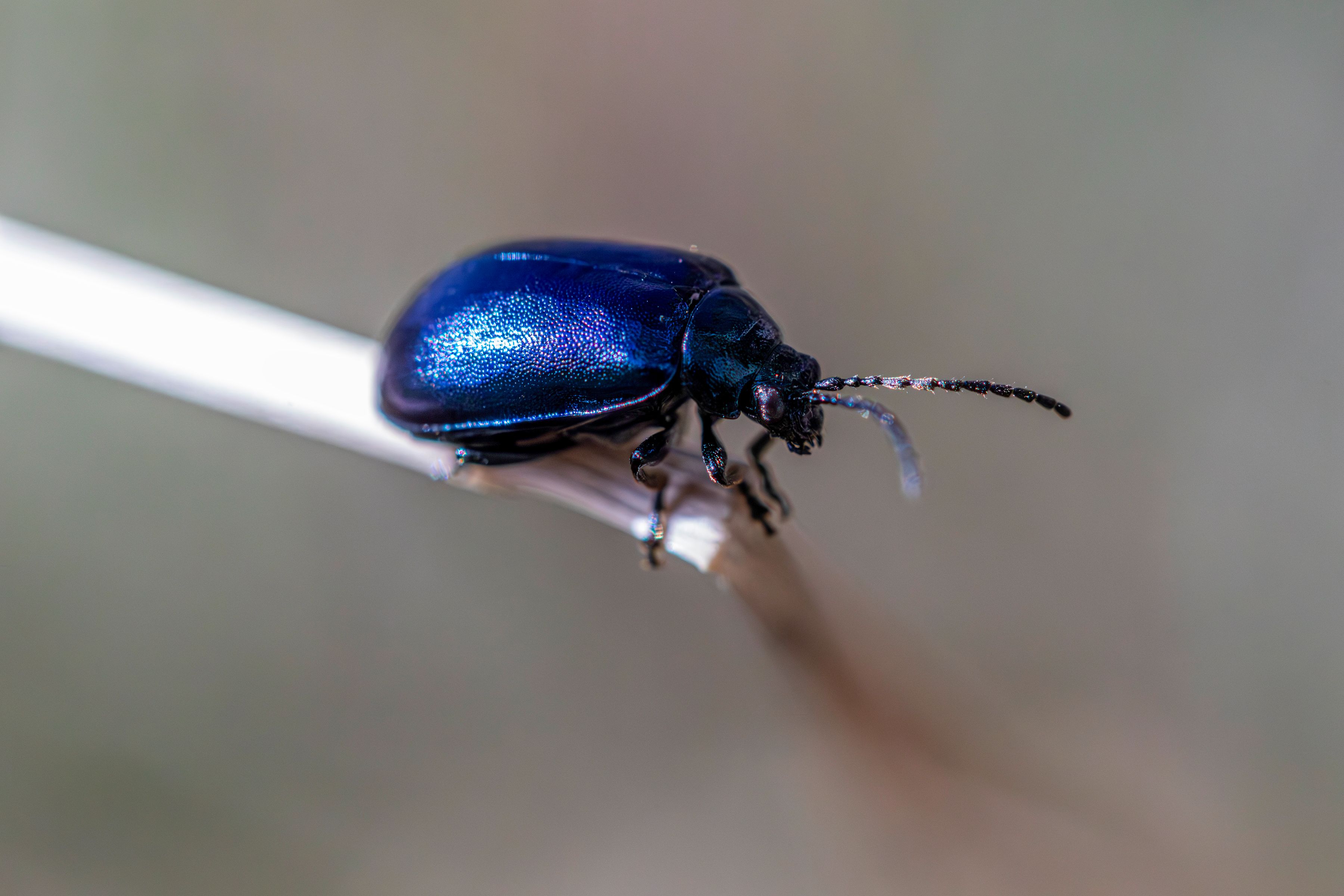 Macro shot of a shiny blue alder leaf beetle on a twig
