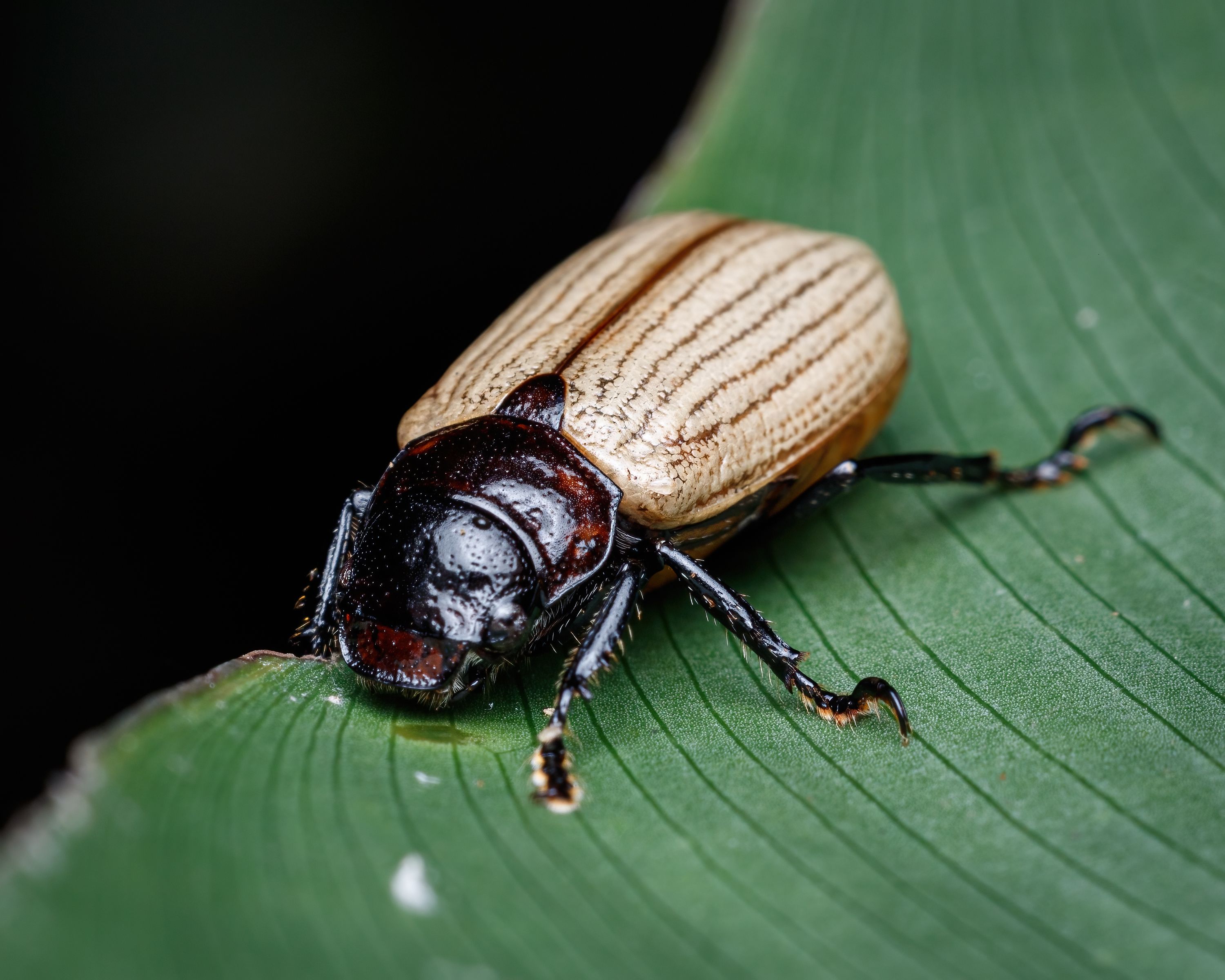 Bug Identifier By Picture