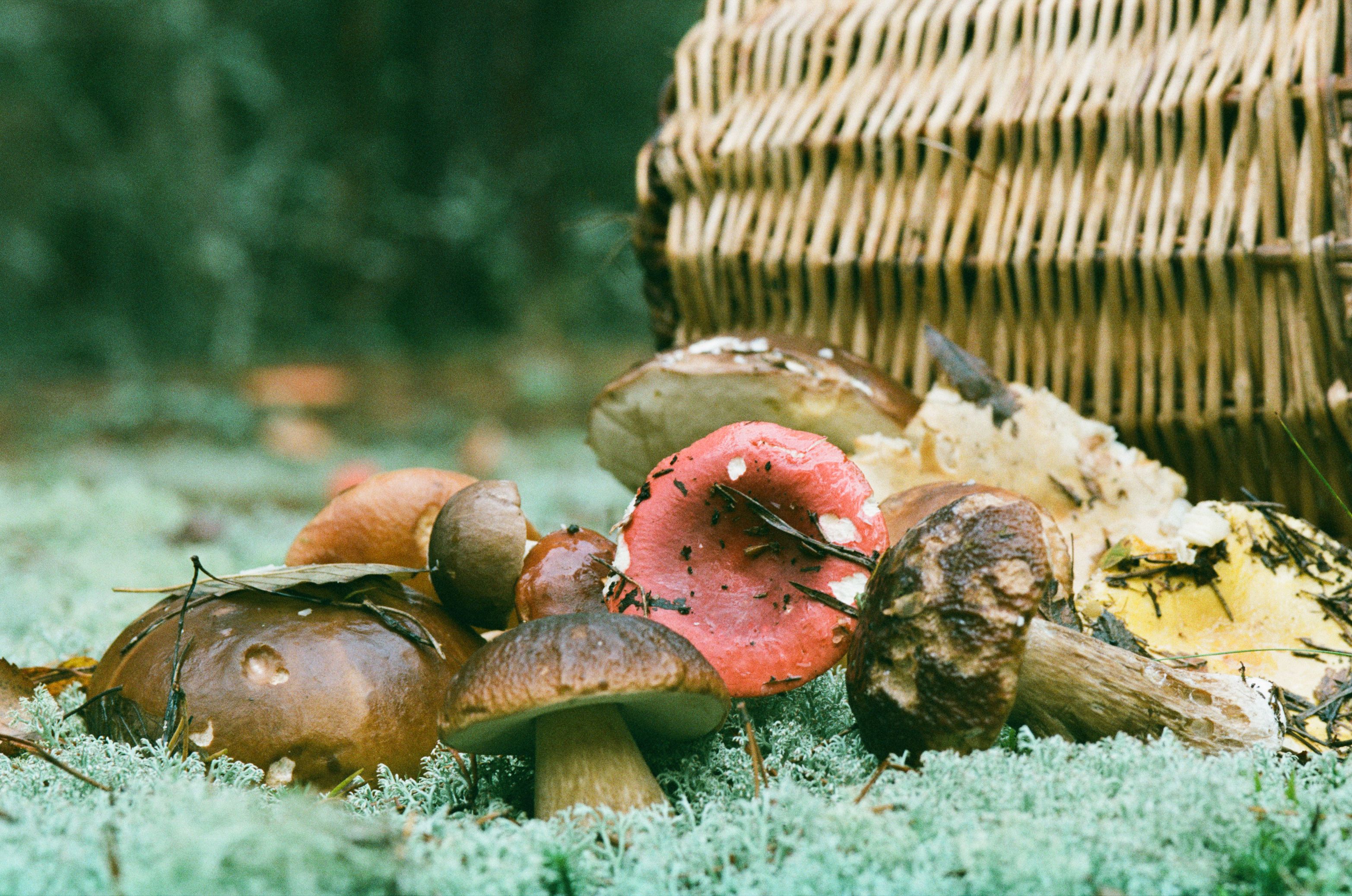 A variety of colourful wild mushrooms on the forest floor beside a foraging basket