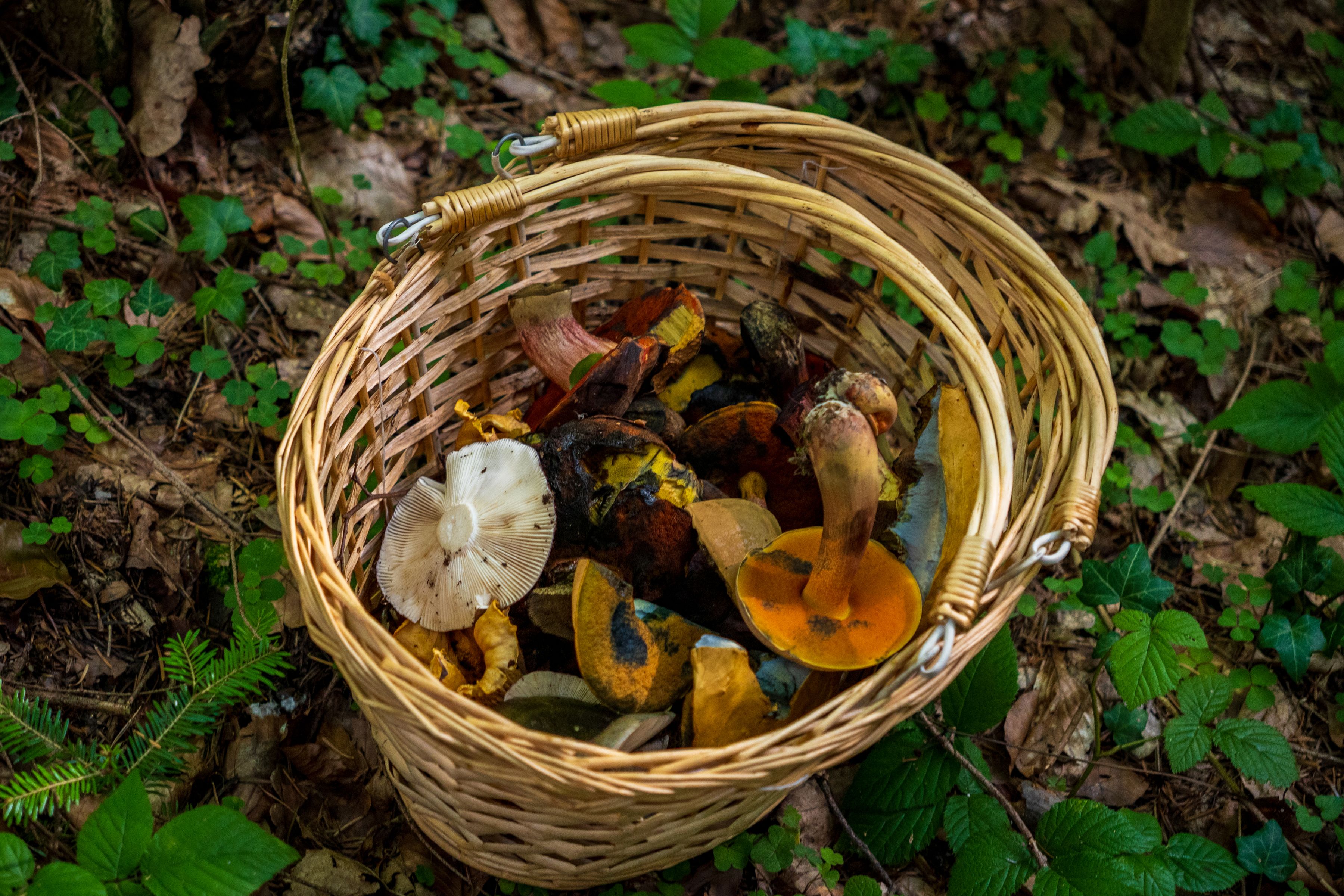 Mushroom Identifier